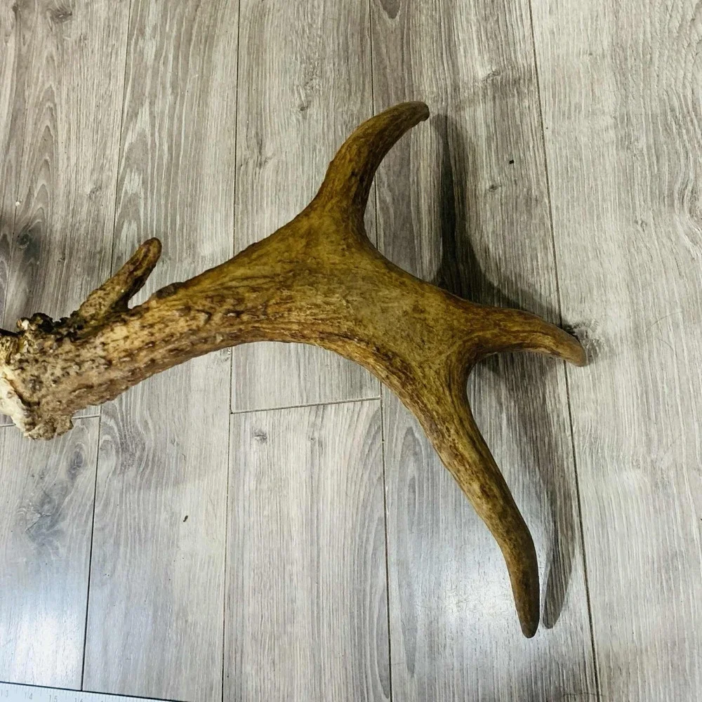 Naturally Shed Wild Moose Antler (Horn, Knife, Carving, Chew, Taxidermy) Full - Picture 9 of 10